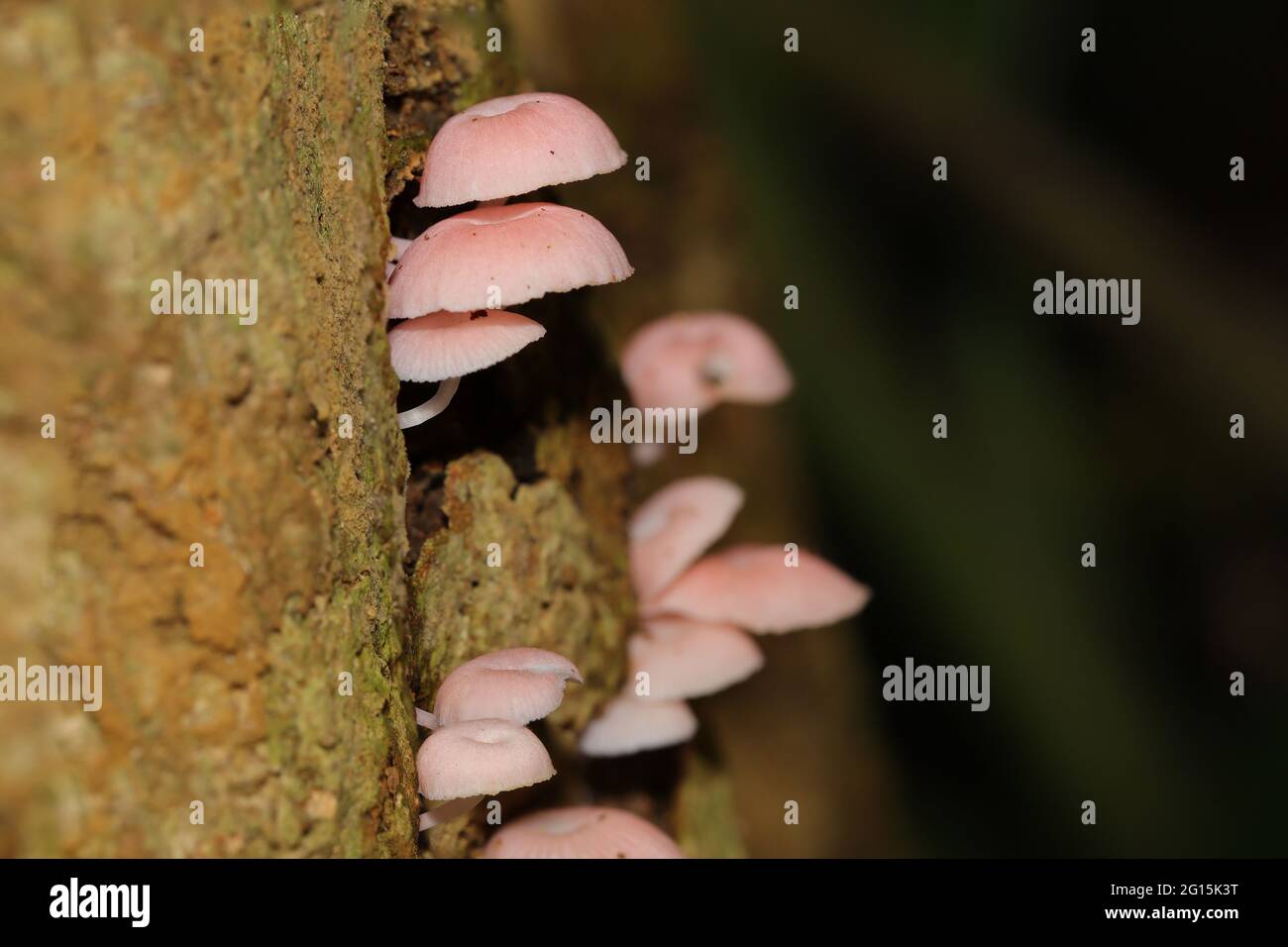 Clusters of pink mushrooms growing on a tree trunk in a rainforest Stock Photo