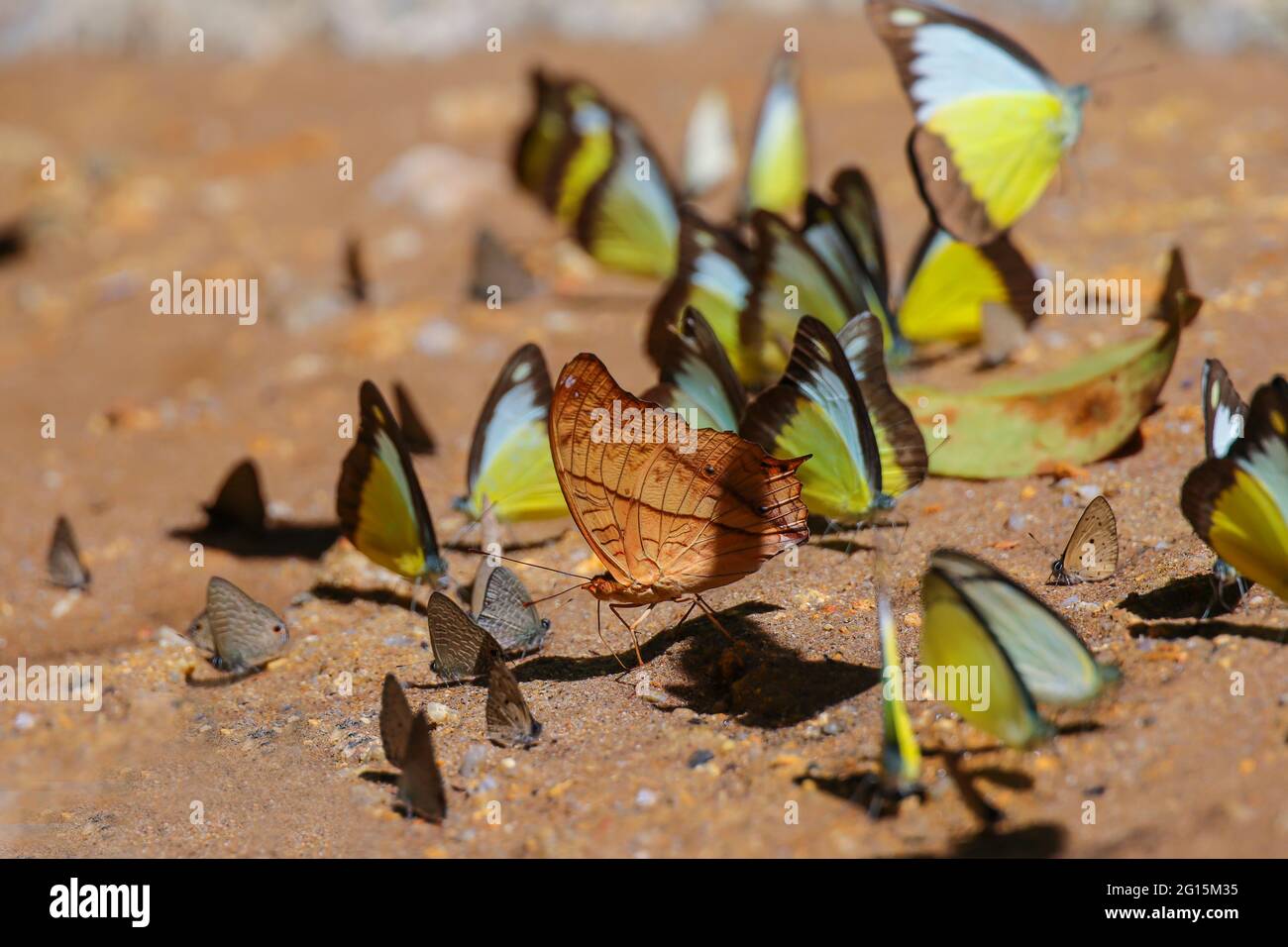 A kaleidoscope of chocolate albatross butterflies and other different species mud puddling at a sand bank Stock Photo