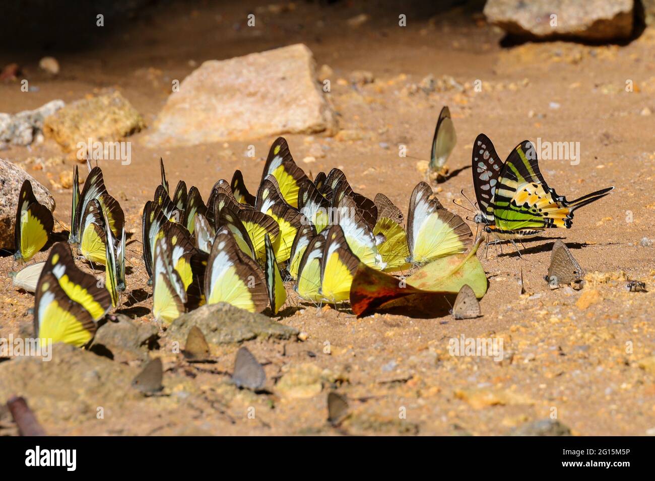 A kaleidoscope of chocolate albatross butterflies and other different species mud puddling at a sand bank Stock Photo