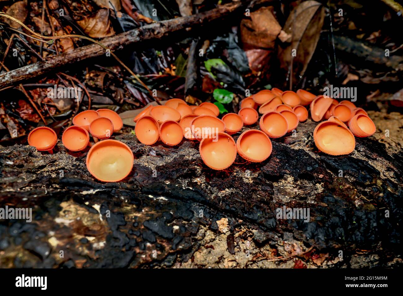A cluster of orange cup mushroms growing on a decaying tree trunk Stock Photo