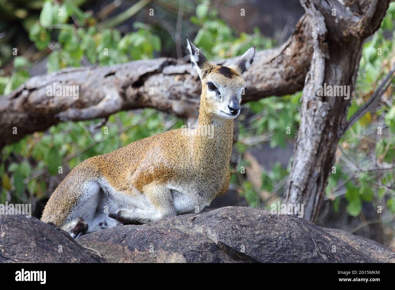 antilope-klipspringer-hi-res-stock-photography-and-images-alamy
