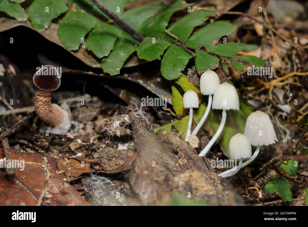 Wild mushrooms and fungi found in a tropical jungle Stock Photo