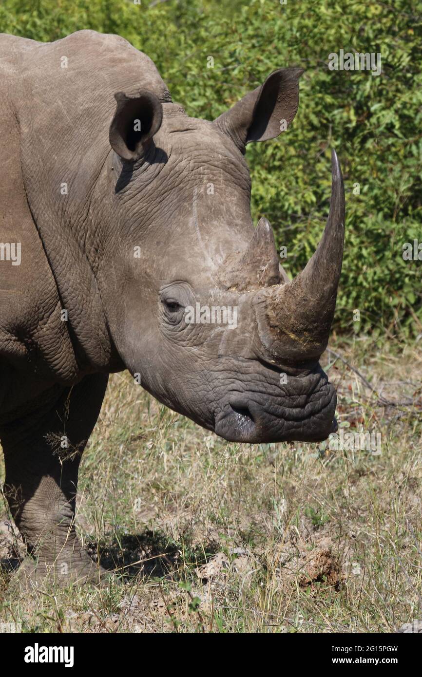 Breitmaulnashorn / Square-lipped rhinoceros / Ceratotherium Simum Stock ...