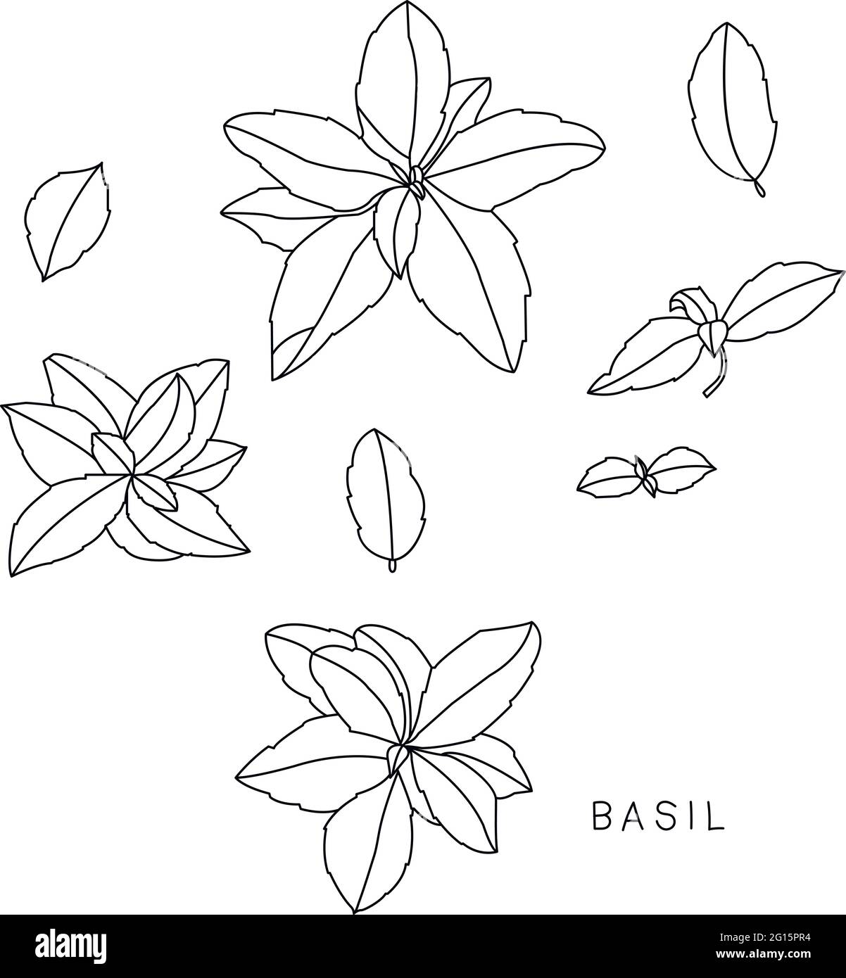 Illustration basil plant Black and White Stock Photos Images Alamy