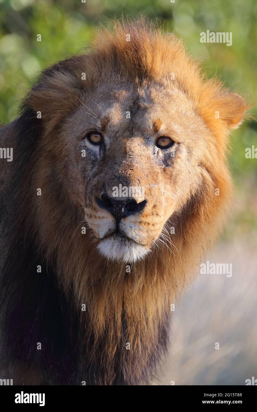 Afrikanischer Löwe / African lion / Panthera leo Stock Photo - Alamy