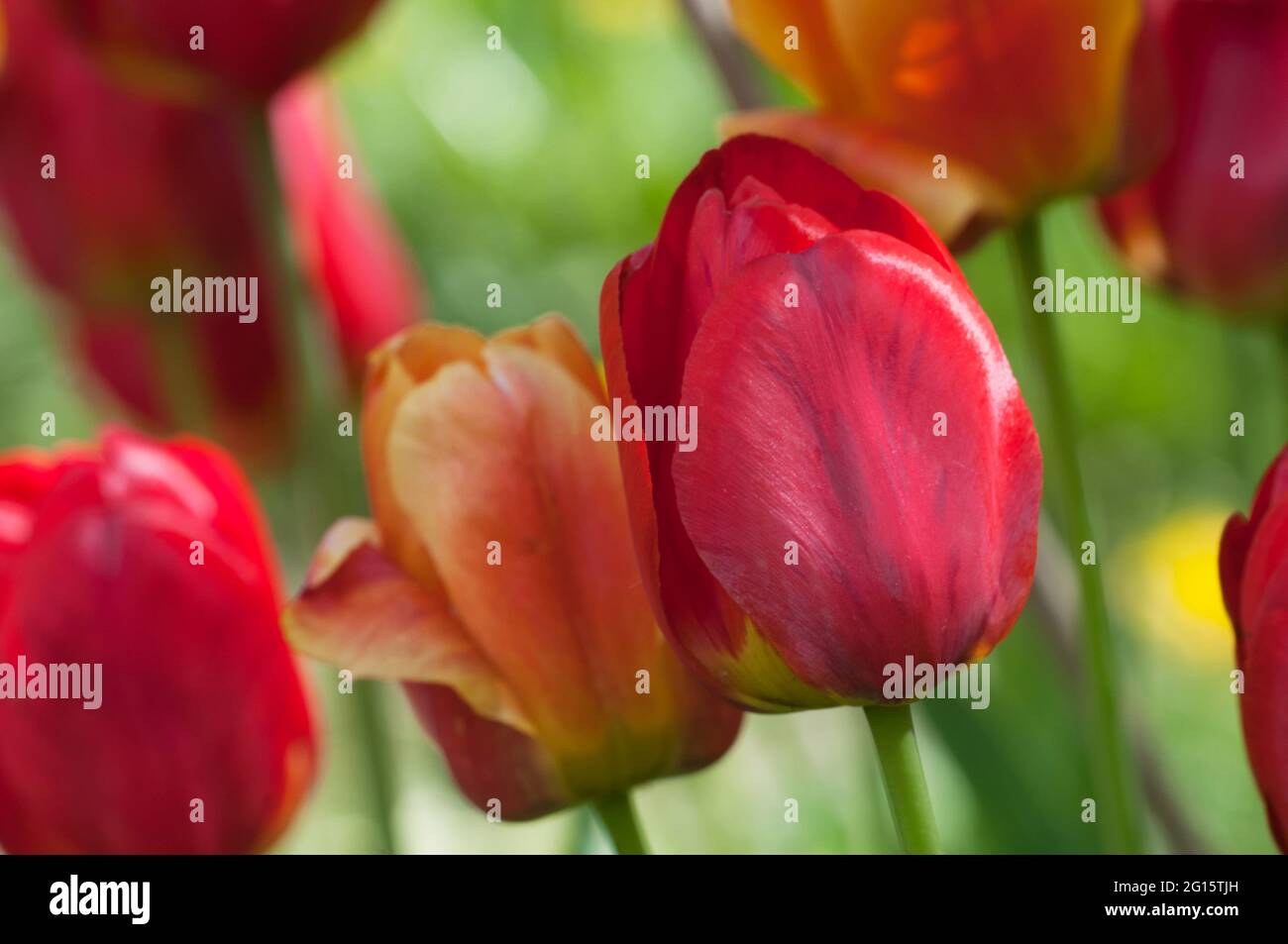 Red tulip, close up shot, local focus Stock Photo