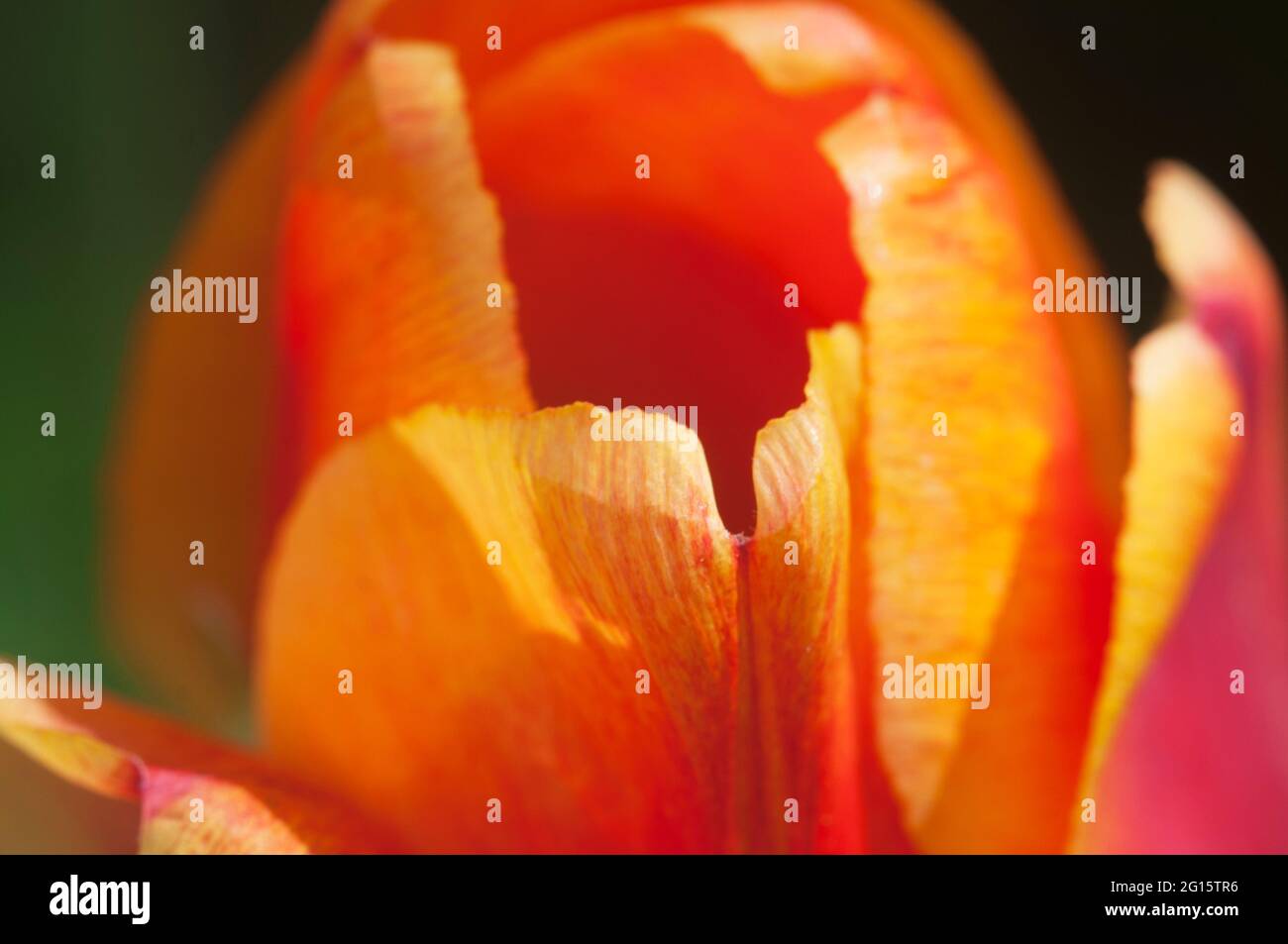 Red tulip, close up shot, local focus Stock Photo