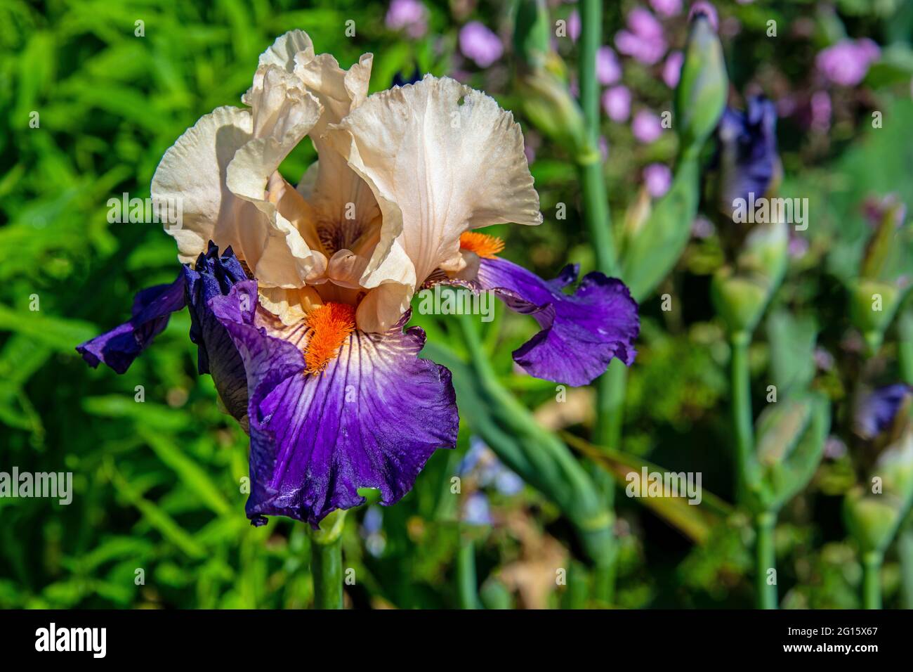 Iris flower head with many colors in beige, magenta and orange Stock Photo