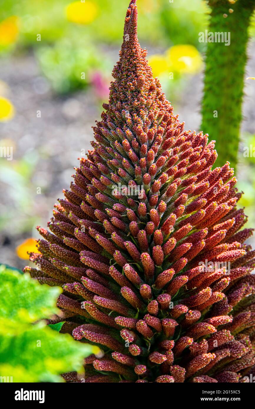 Big gunnera flower head in red color inviting bees and insects Stock Photo