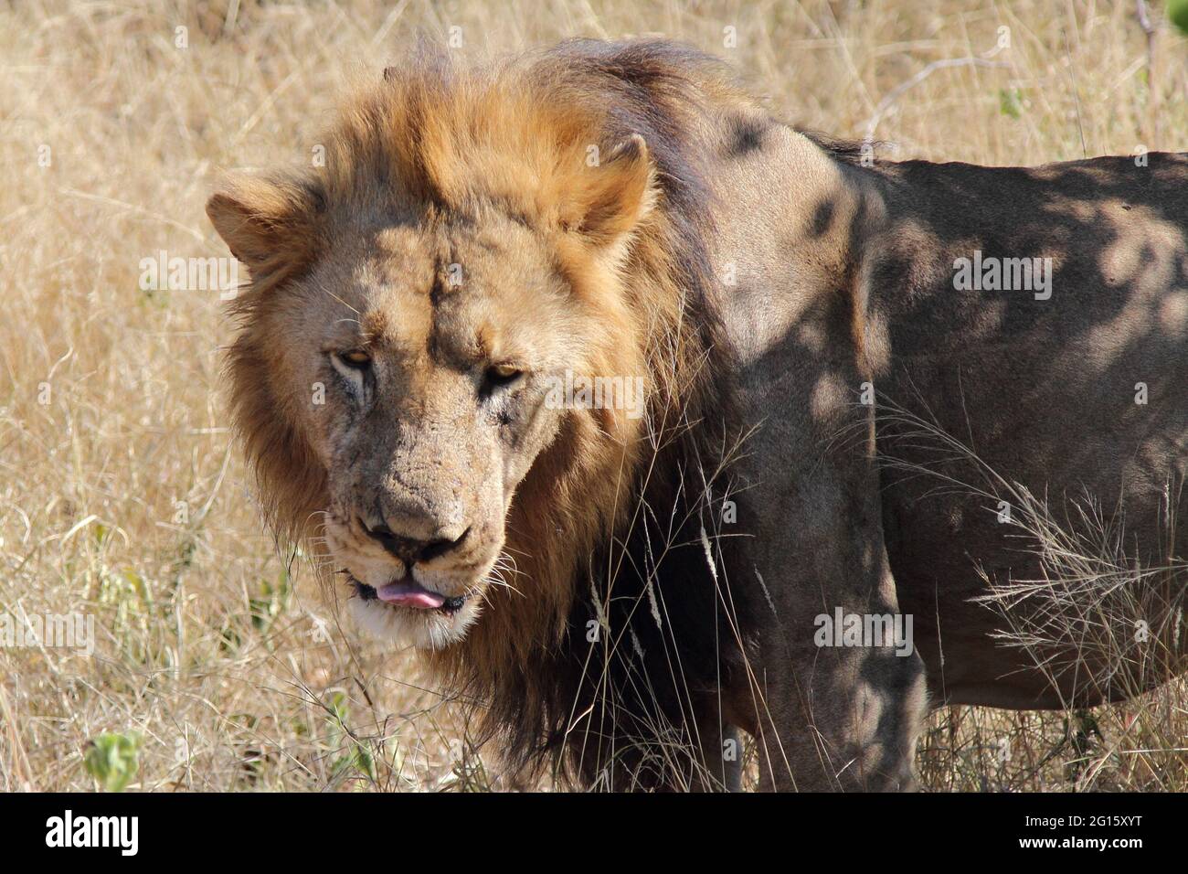 Afrikanischer Löwe / African lion / Panthera leo Stock Photo - Alamy
