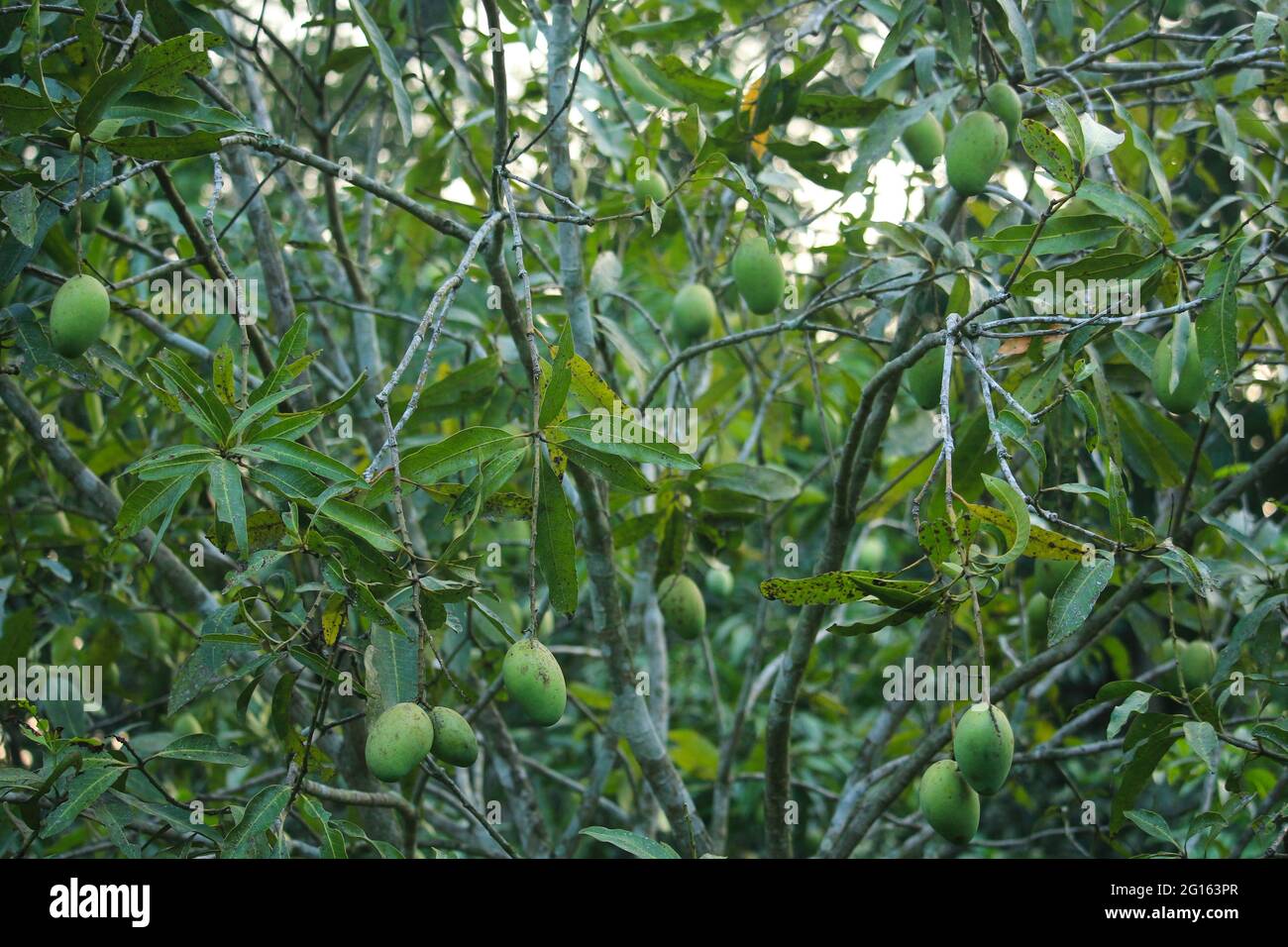 Some mangoes in the middle of beautiful nature Stock Photo Alamy