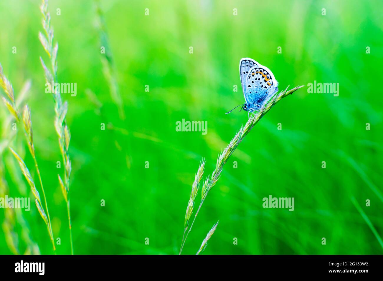 A silver strewn blue butterfly Plebejus argus is resting and sitting on the grass against a blurred green background. Common small blue butterfly in Stock Photo