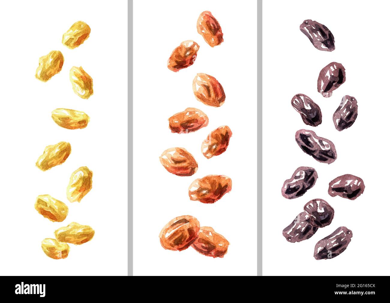 Falling various sweet raisins set. Hand drawn watercolor illustration ...