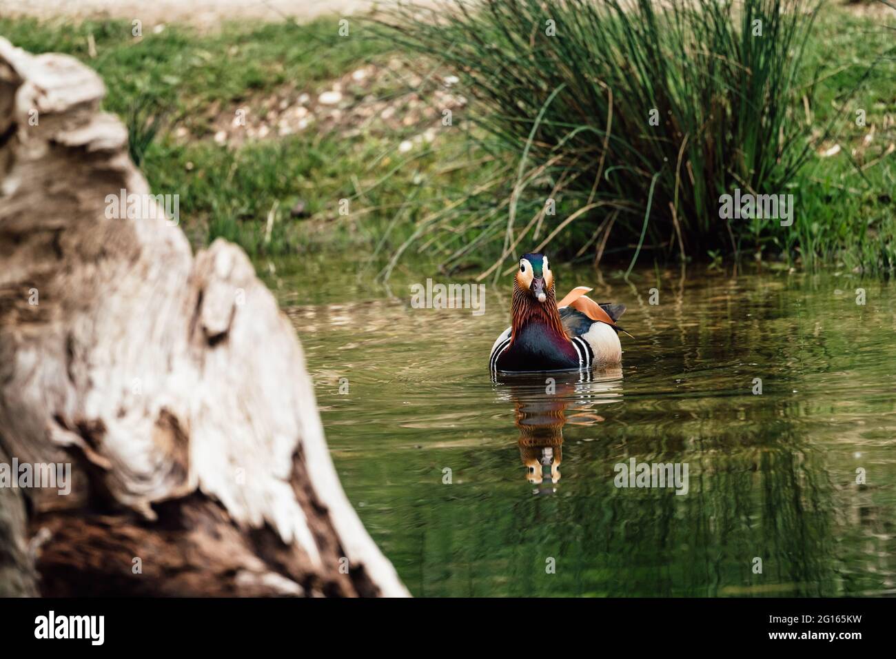 Closeup shot of a mandarin duck swimming in a pond under sunlight Stock ...