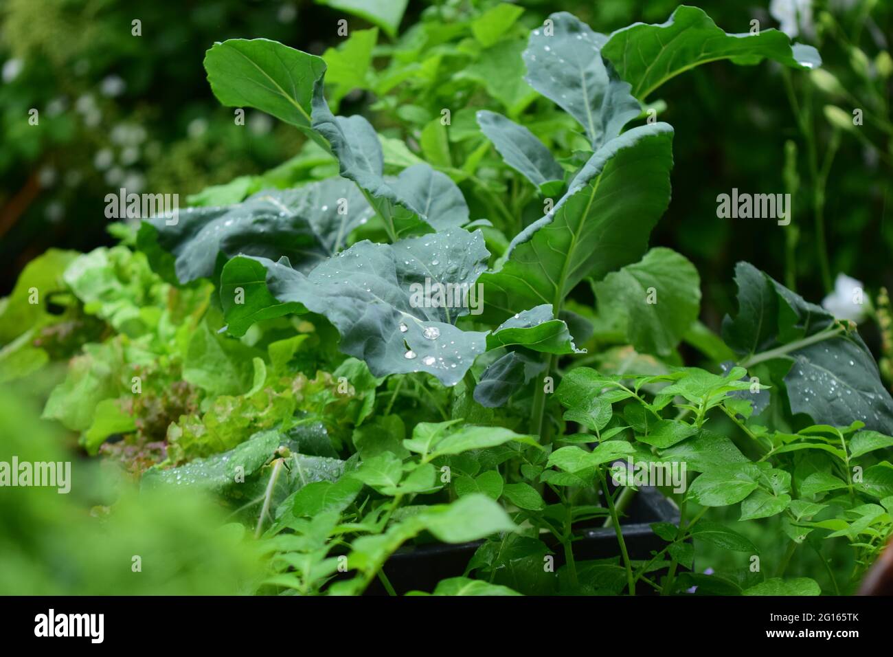 Mixed green growing vegetables in the rain Stock Photo