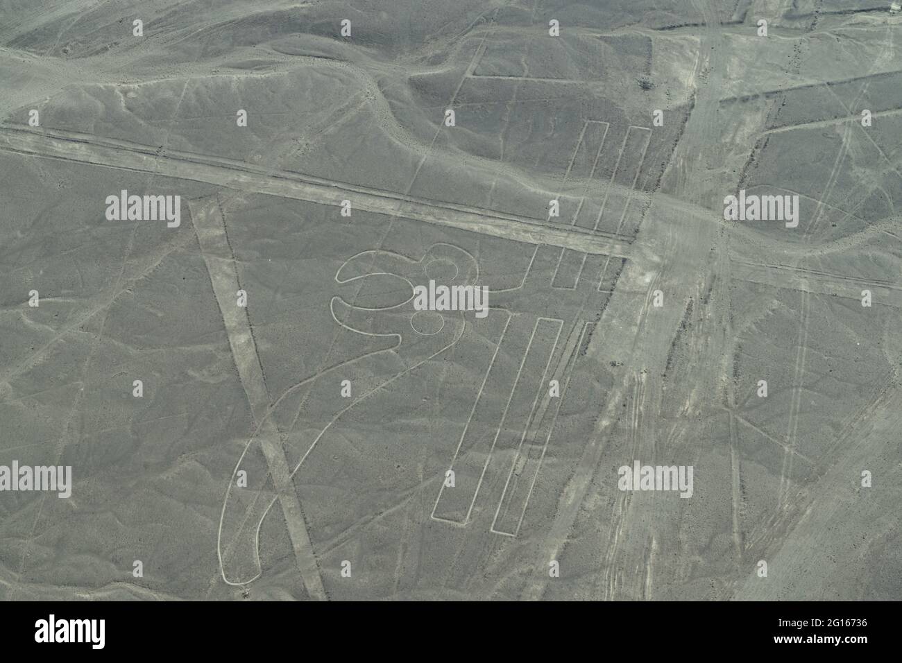 Aerial View of The Parrot Geoglyph at the Nazca Lines in Peru Stock Photo