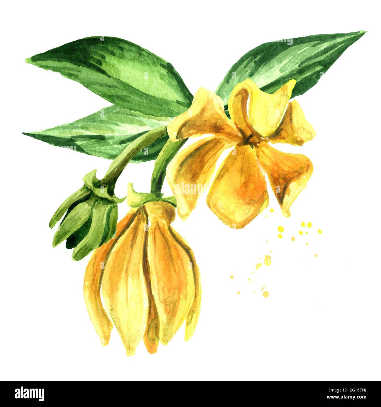 YlangYlang branch with yellow flowers and green leaves. Cananga odroata. Watercolor hand drawn