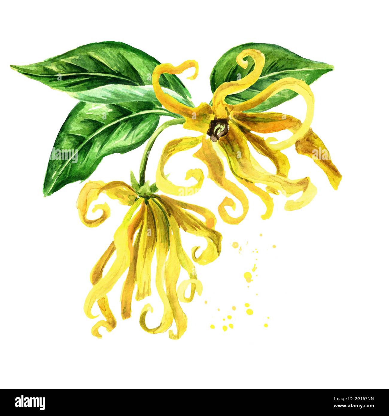 Ylang-Ylang branch with yellow flowers and green leaves. Cananga odroata.  Watercolor hand drawn illustration isolated on white background Stock Photo  - Alamy