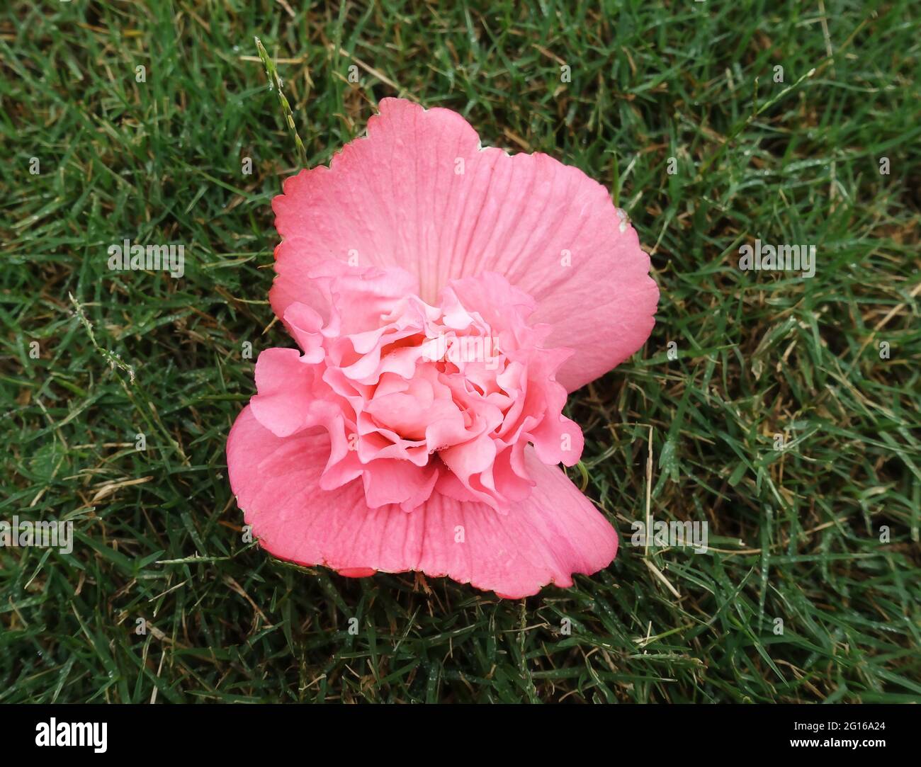 Beautiful large pink Begonia bloom. Stock Photo