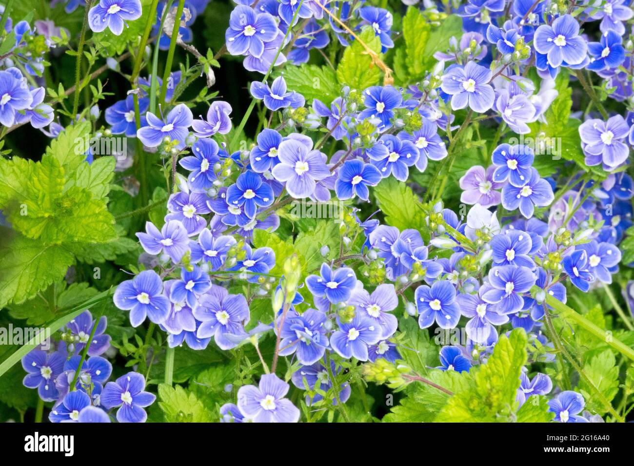 Veronica chamaedrys, blue flower germander speedwell, birds-eye speedwell, or cat's eyes Stock Photo