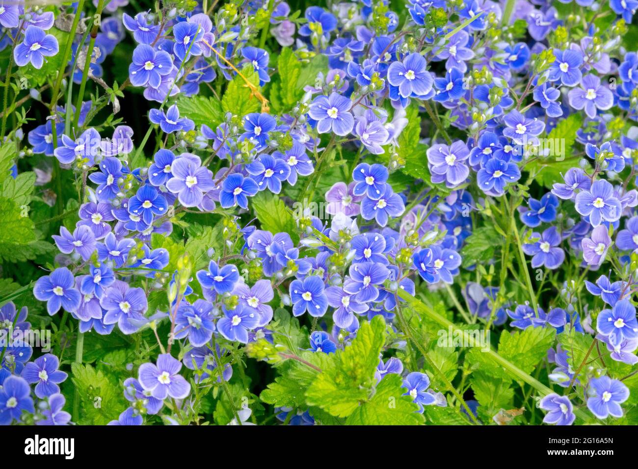 Veronica chamaedrys, blue flower germander speedwell, birds-eye speedwell, or cat's eyes Stock Photo