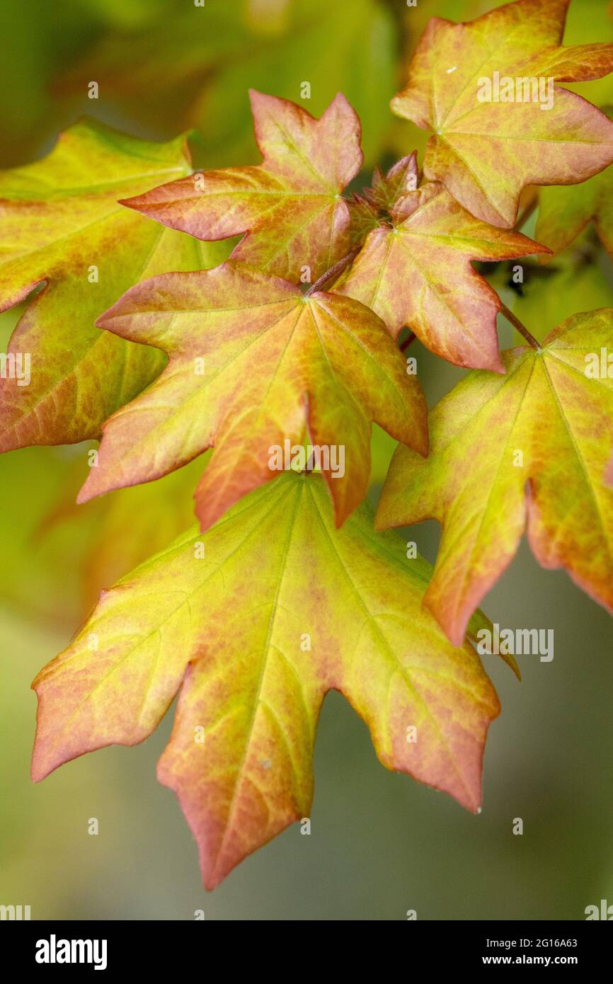 Acer x orientalia Minorient Orange Leaf Acer Leaves Maple Acer x orientalia Foliage Stock Photo