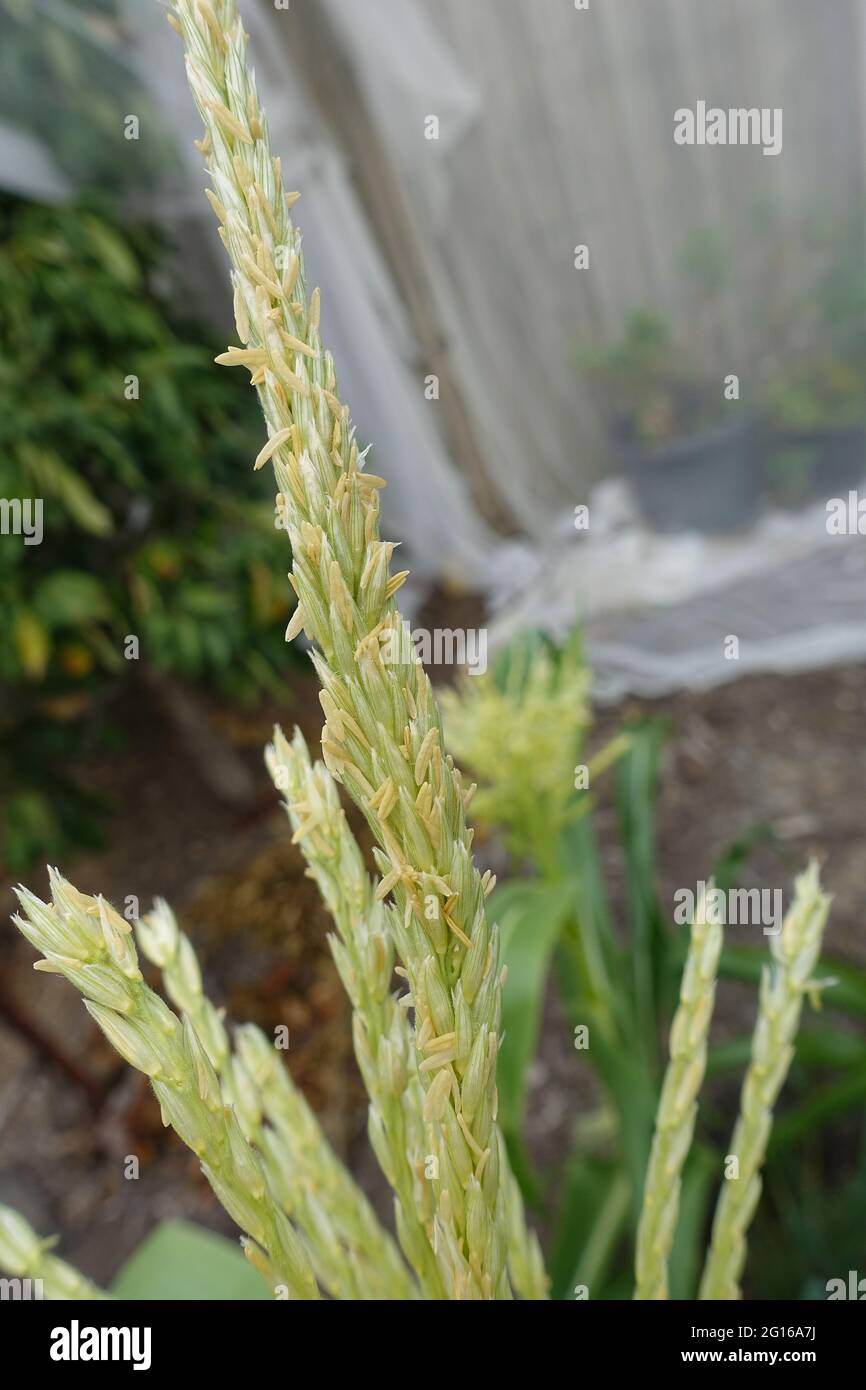 Corn pollen in an australian Vegetable garden Stock Photo
