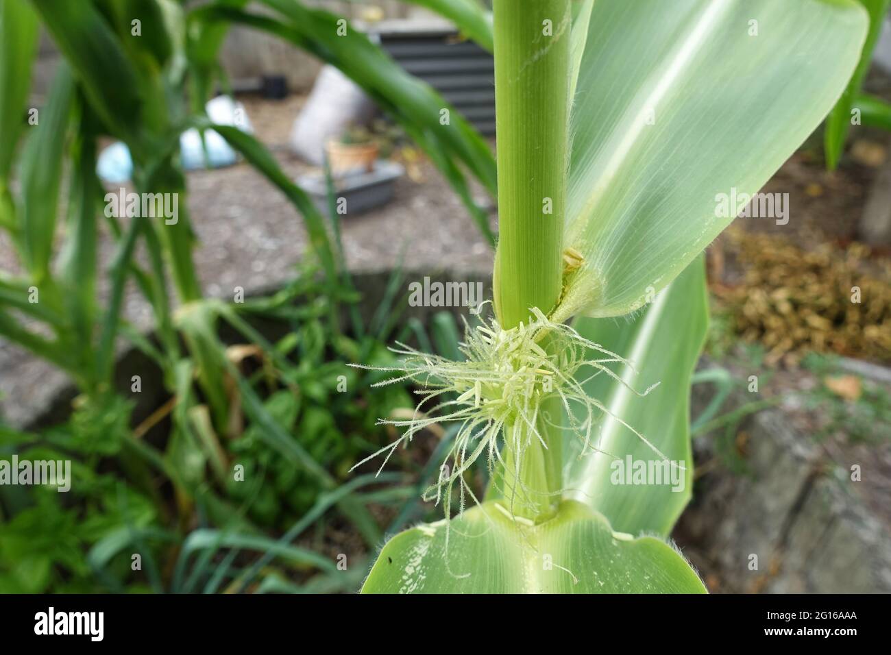 immature corn Stock Photo