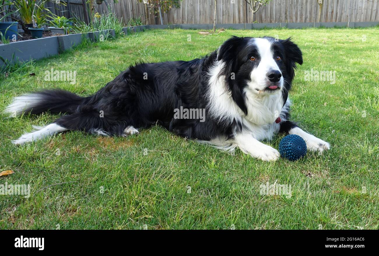 A black and white Border Collie poking his tongue out. Stock Photo