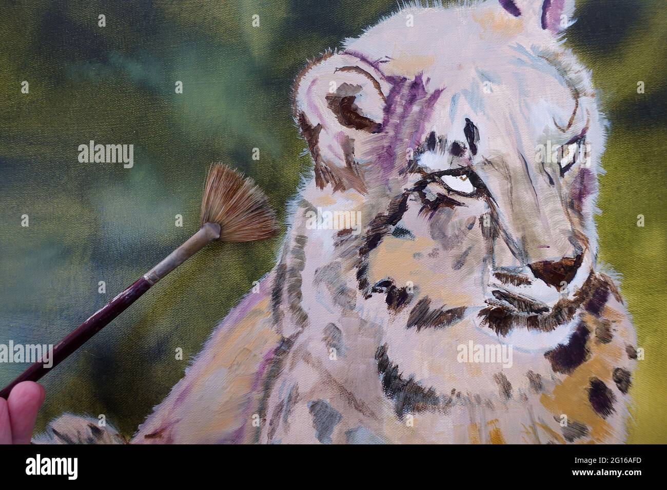 Closeup of an oil painting in progress of a Snow Leopard by Australian Artist Michele Domonkos Stock Photo