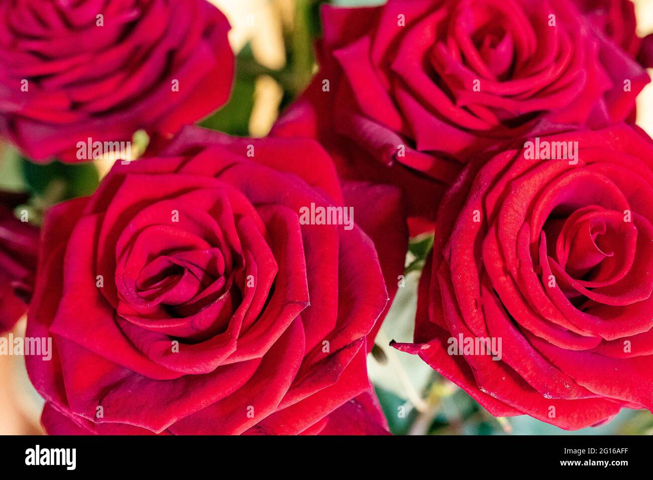 red roses close up Stock Photo - Alamy