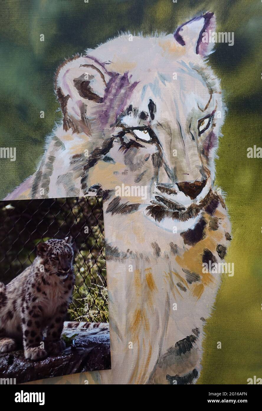Closeup of an oil painting in progress of a Snow Leopard. Painting and reference photo are both by Australian Artist Michele Domonkos Stock Photo