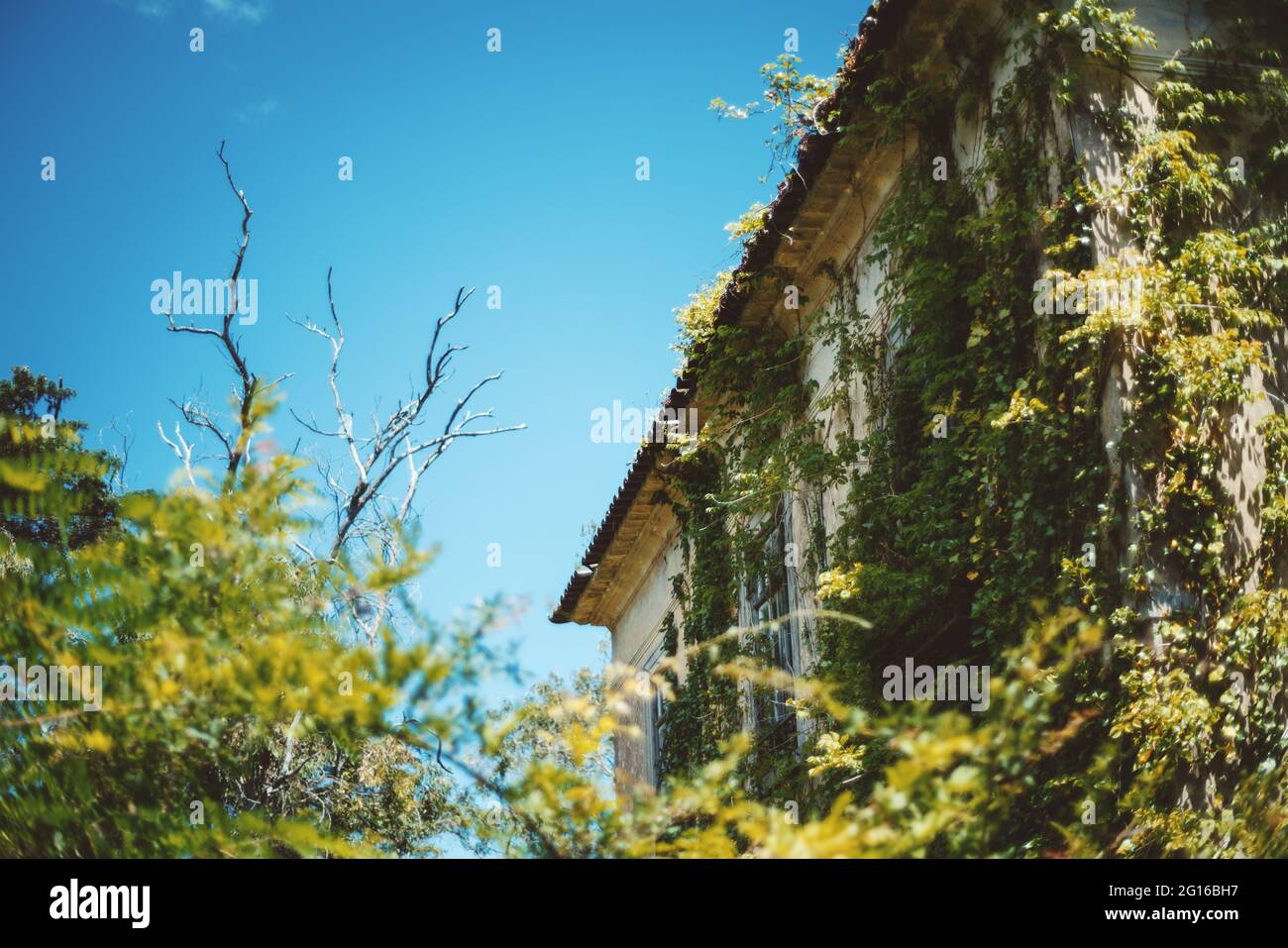 A corner of an antique desolate European house with a dry tree on the ...