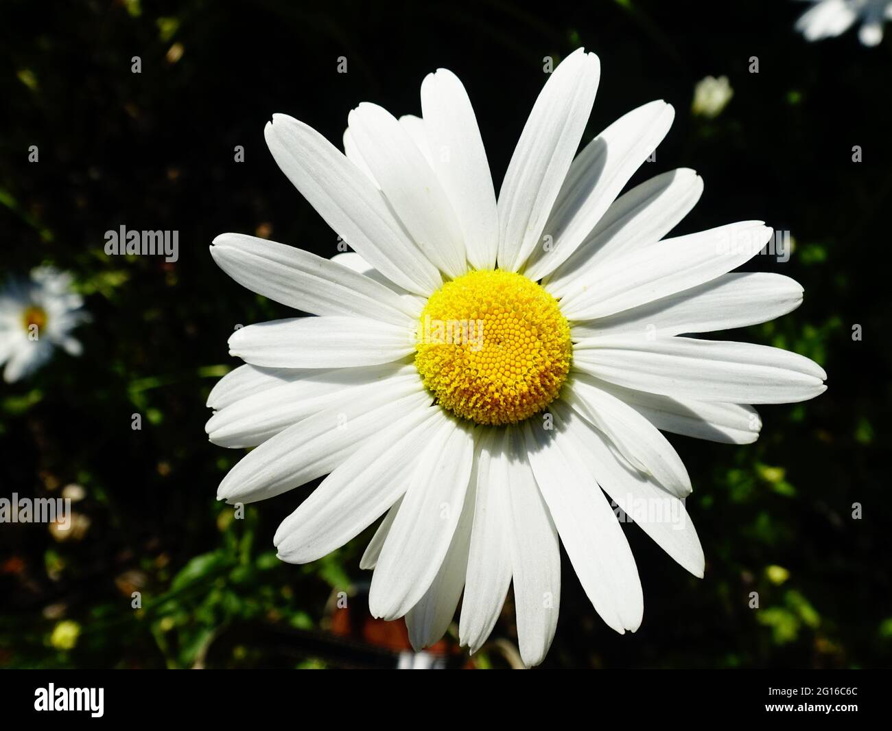 Springtime Daisy Daisy hippie hi-res stock photography and images - Alamy