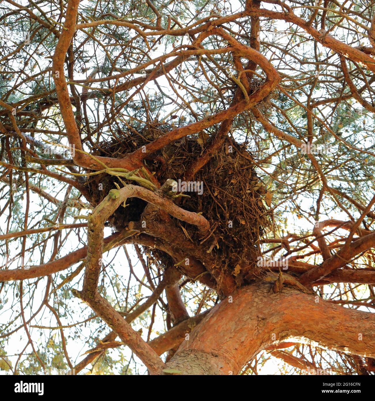 Large nest seen in a tree Stock Photo Alamy