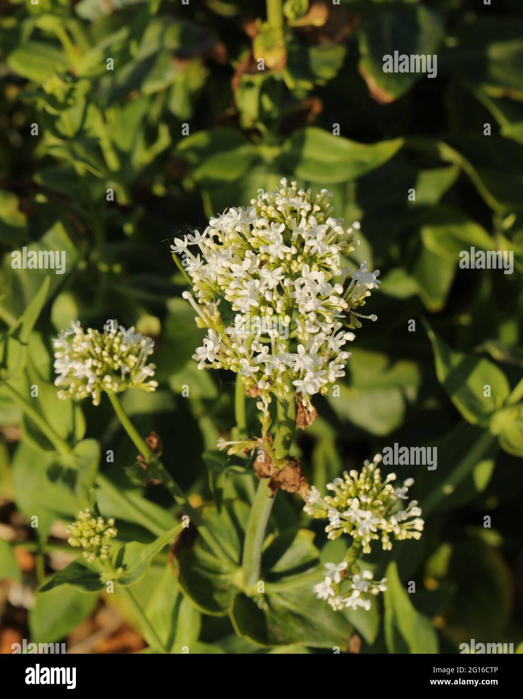 Centranthus ruber albus hi-res stock photography and images - Alamy