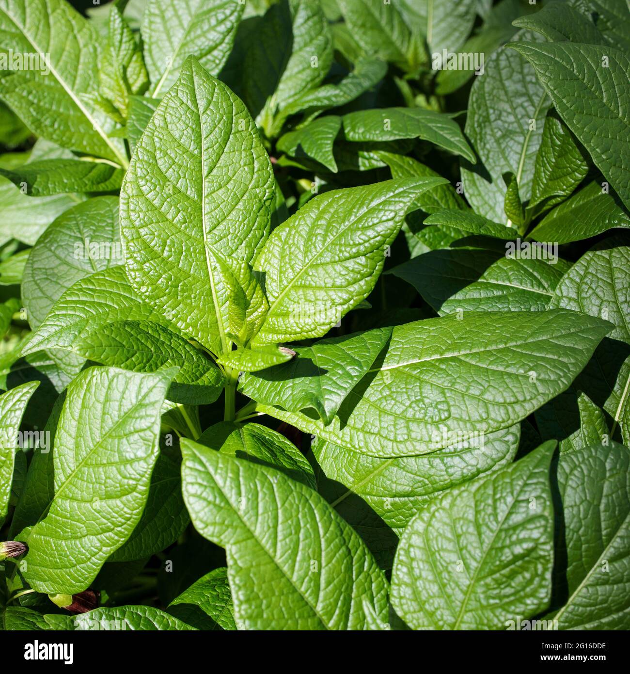 Lunaria rediviva, known as perennial honesty, is a species of flowering