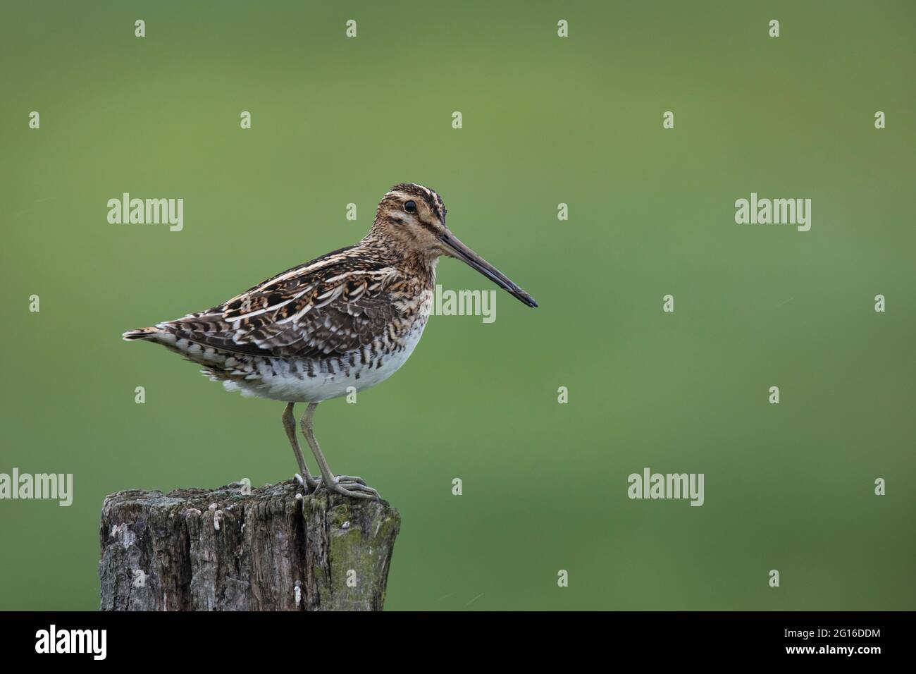 Bekassine, Gallinago gallinago, common snipe Stock Photo