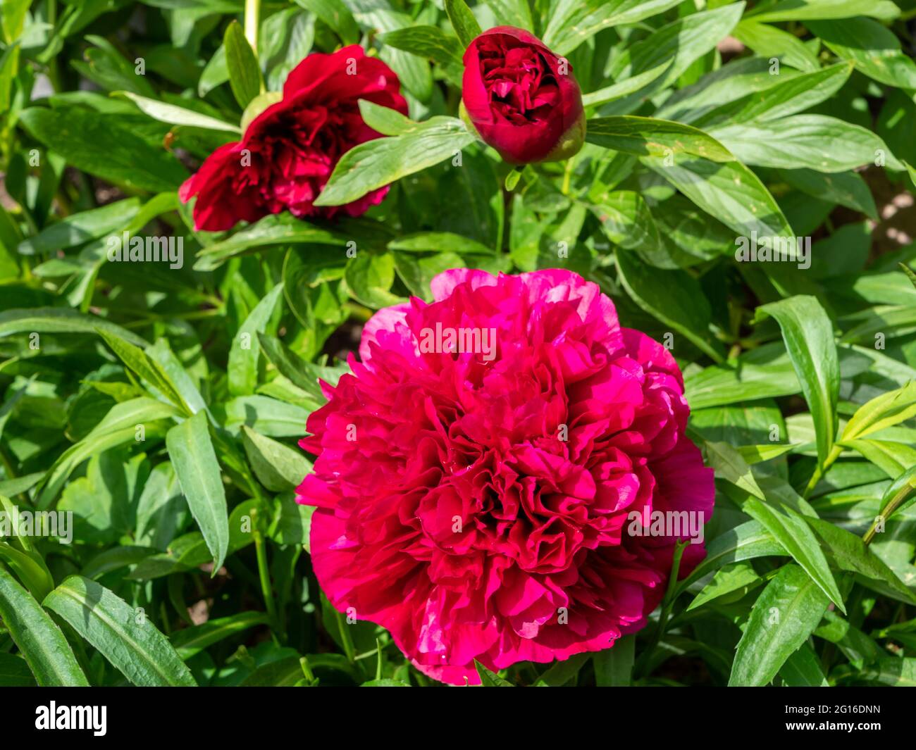 Peony blooms red in the garden Stock Photo