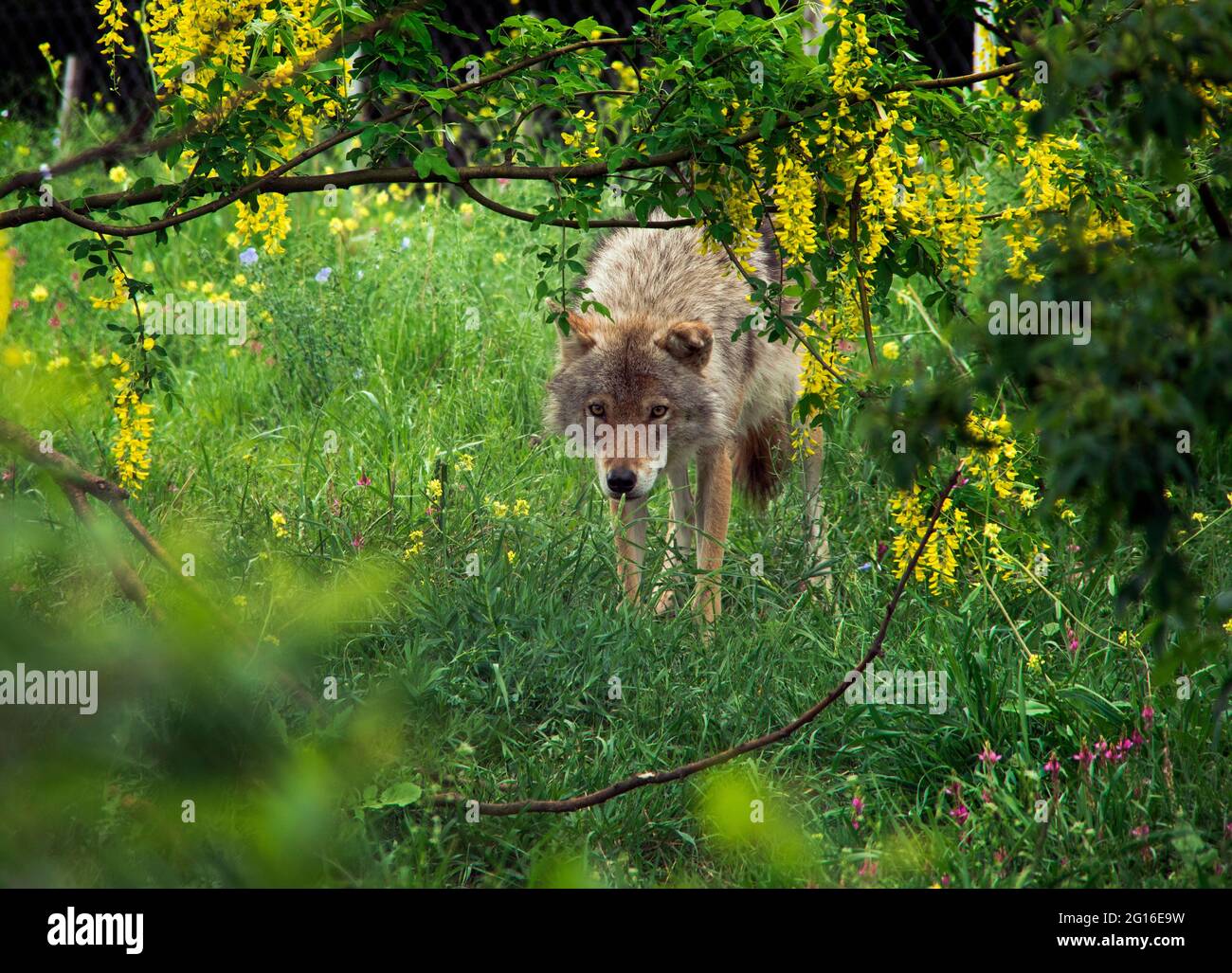 Grey wolf in Stock Photo Alamy