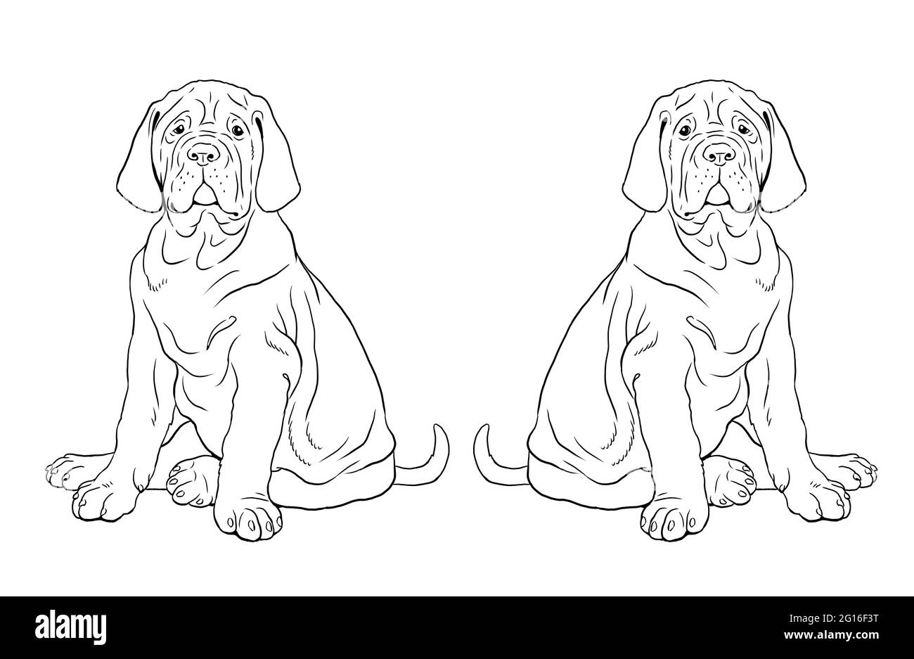 Mastiff puppy. Cute dogs puppies. Coloring template. Digital illustration. Stock Photo