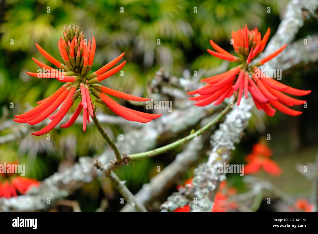Brazil Sao Paulo - Botanical garden Erythrina speciosa flower - Coral tree - Flame tree Stock Photo