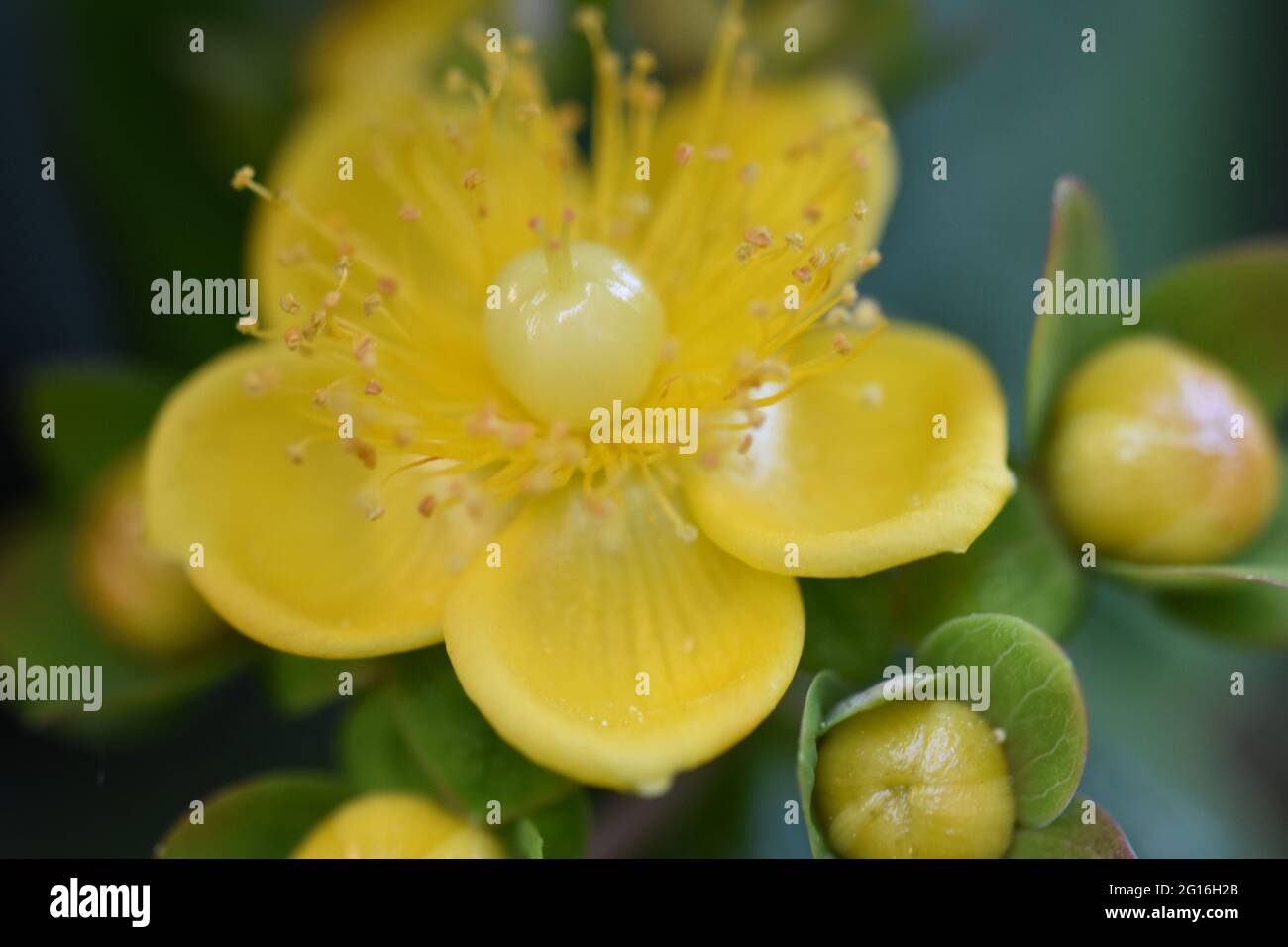 Hypericum Family Hypericum androsaemum, also referred to as Tutsan, Shrubby St. John's ...