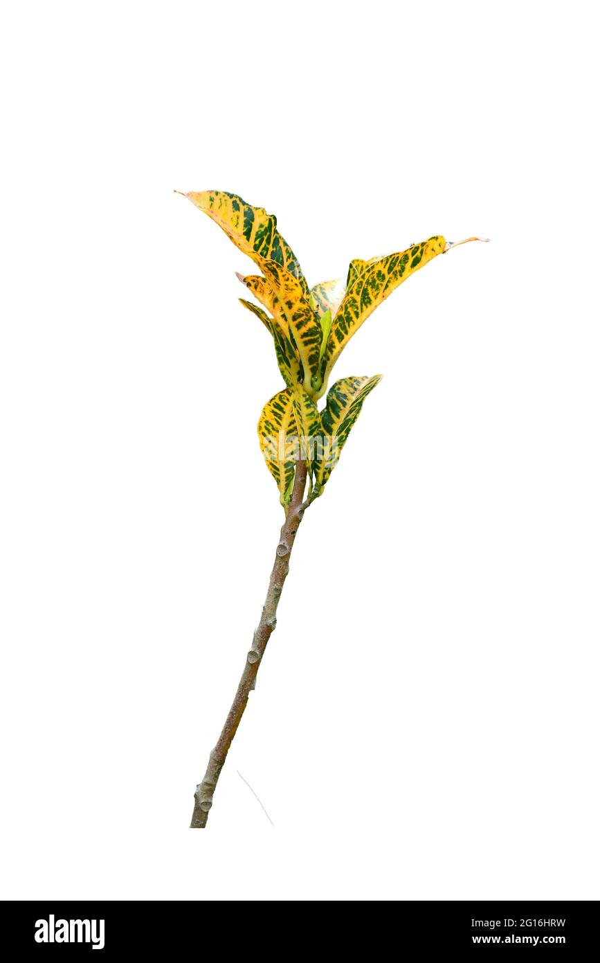 codiaeum-variegatum-garden-croton-or-variegated-croton-foliage-with-flowers-croton-leaves-on