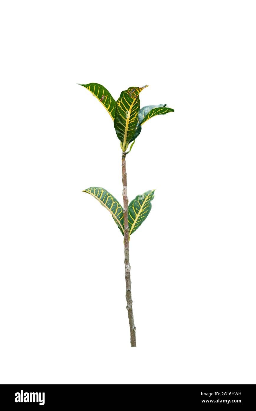 Codiaeum variegatum (garden croton or variegated croton) foliage with