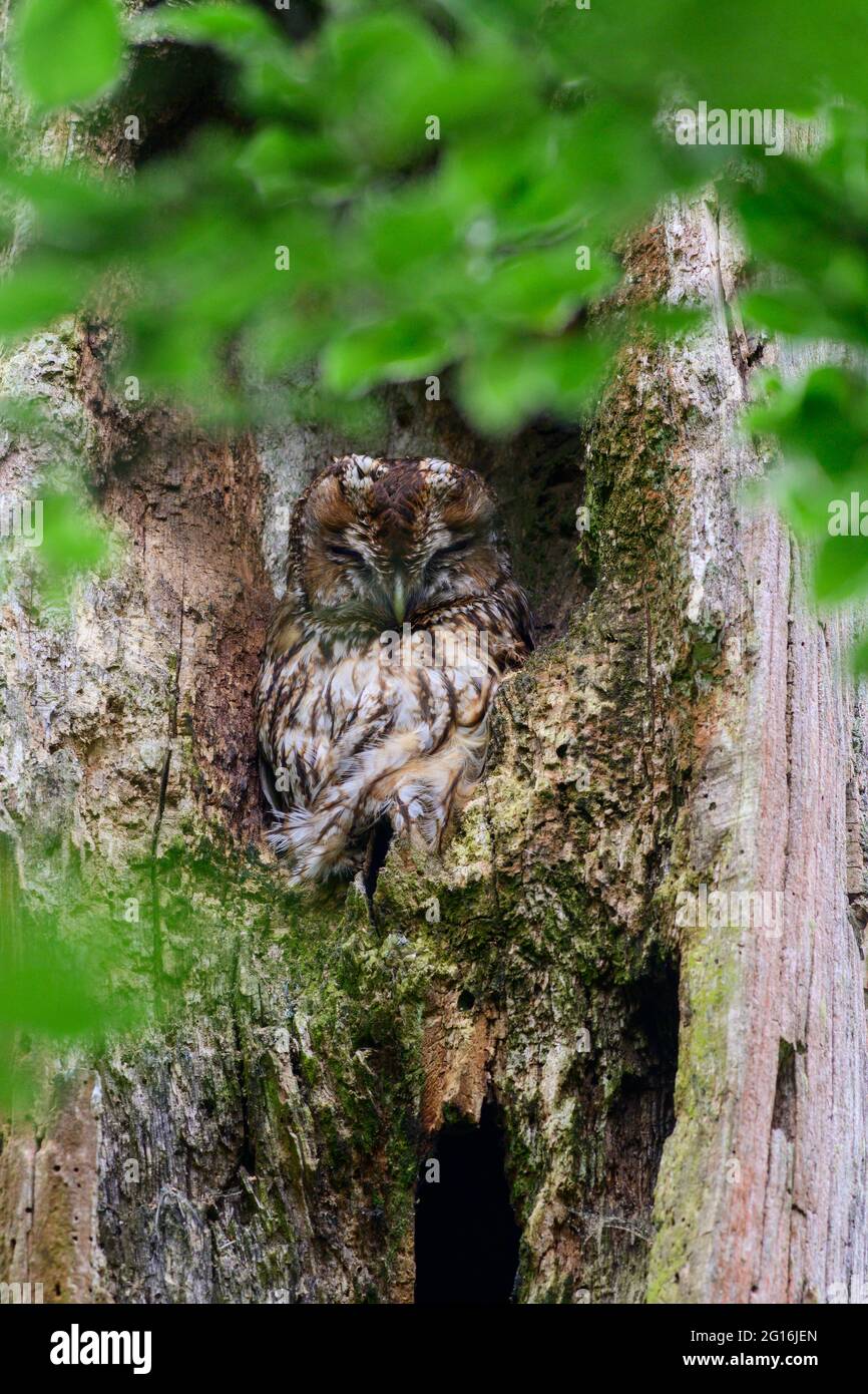 Tawny owl sleeping in an old dead tree trunk surrounded by fresh green leaves. Stock Photo