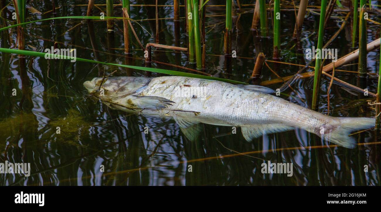 water pollution. The fish dies in dirty water. Nature, selective focus