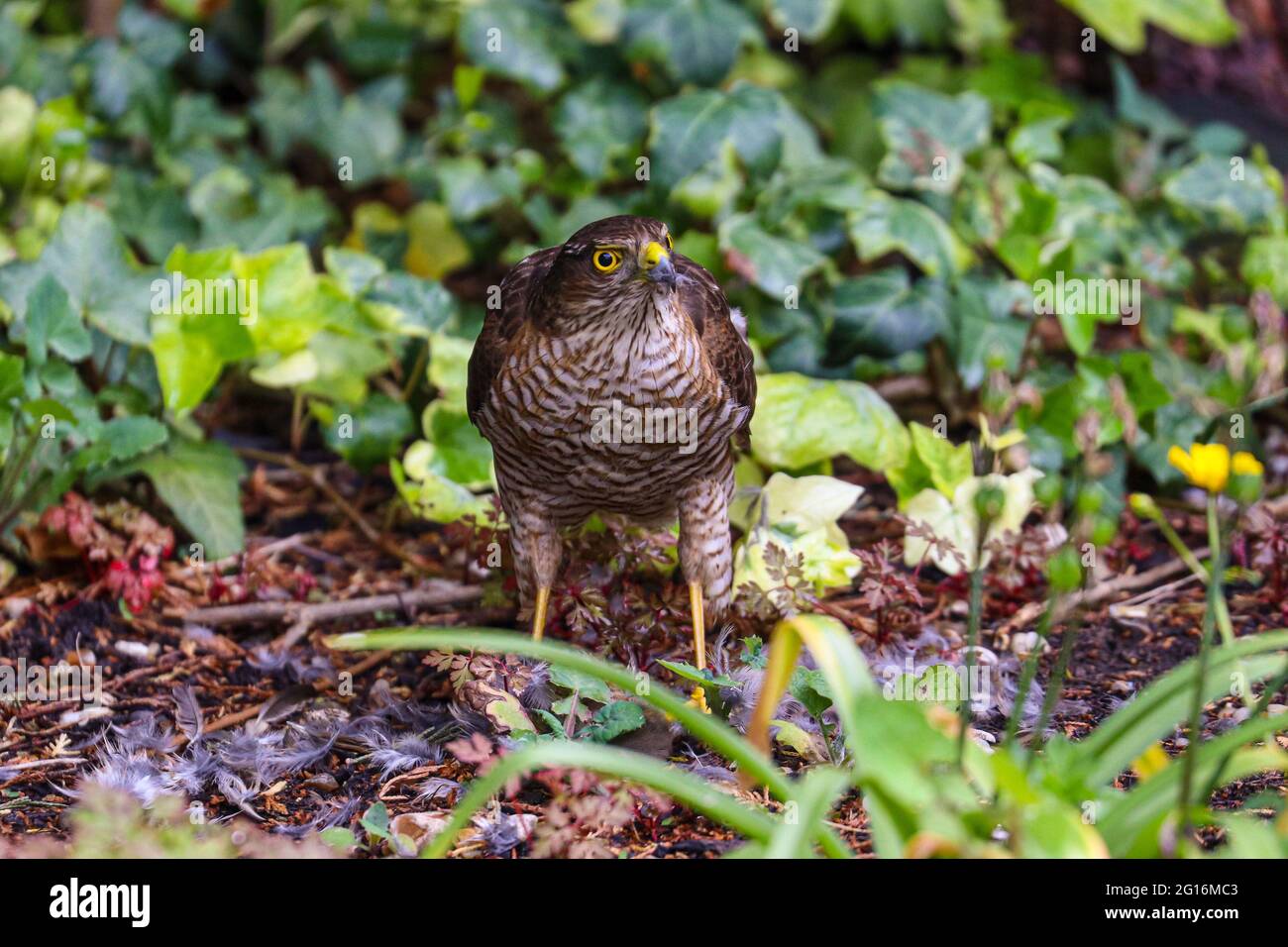 Sparrow Hawk Feeding Stock Photo