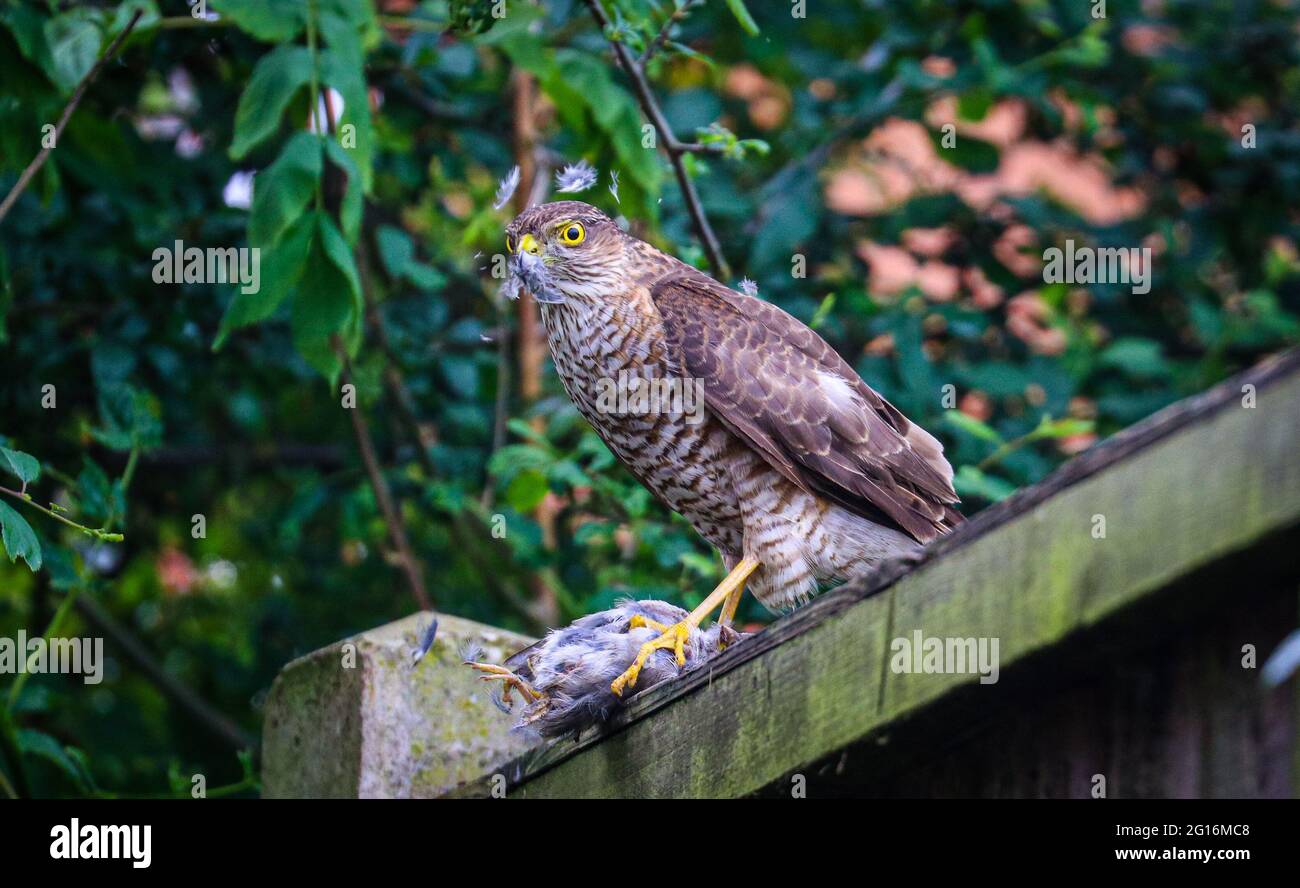 Sparrow Hawk Feeding Stock Photo