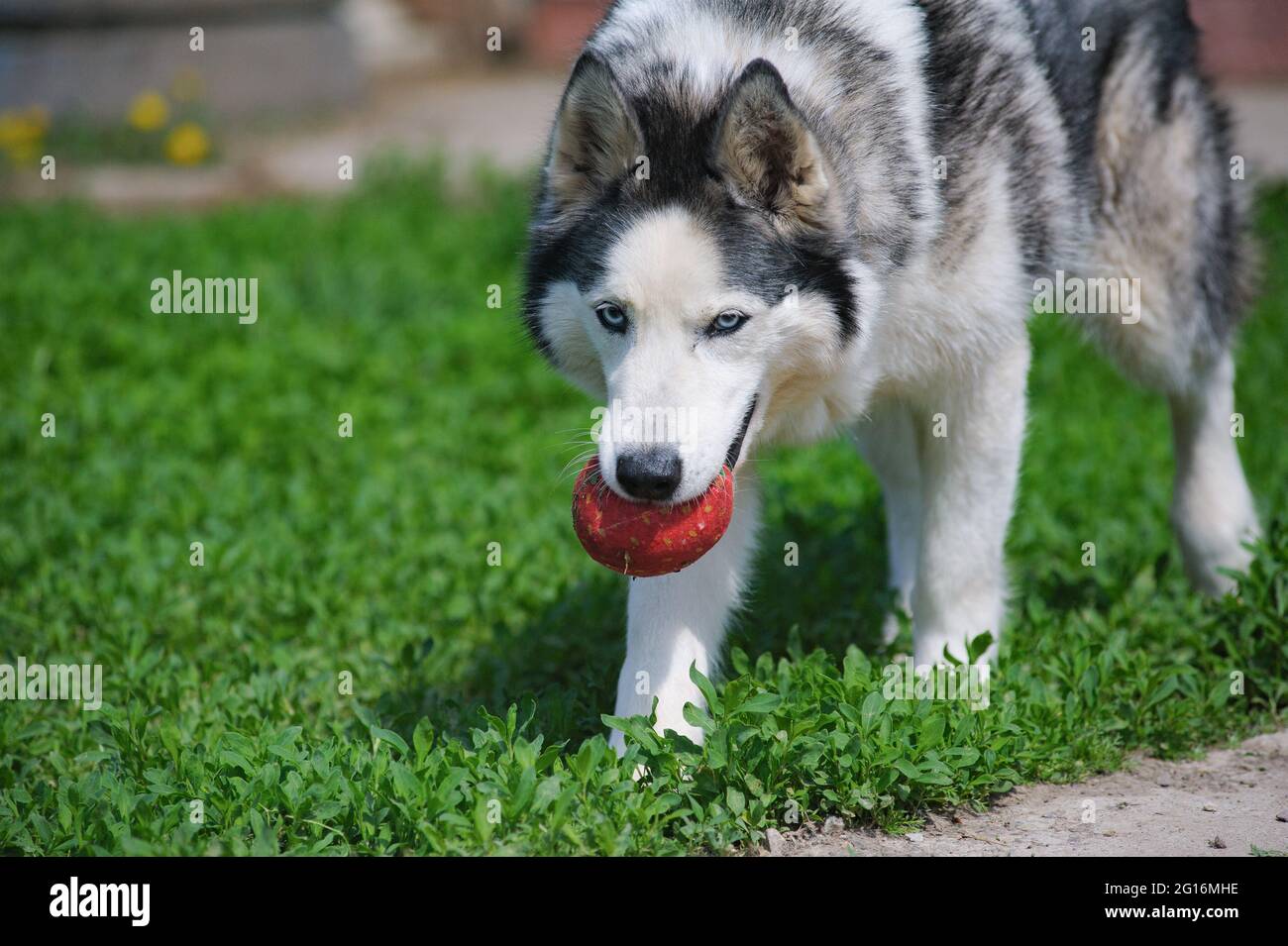 Cute siberian husky dog holding a strawberry toy Stock Photo Alamy